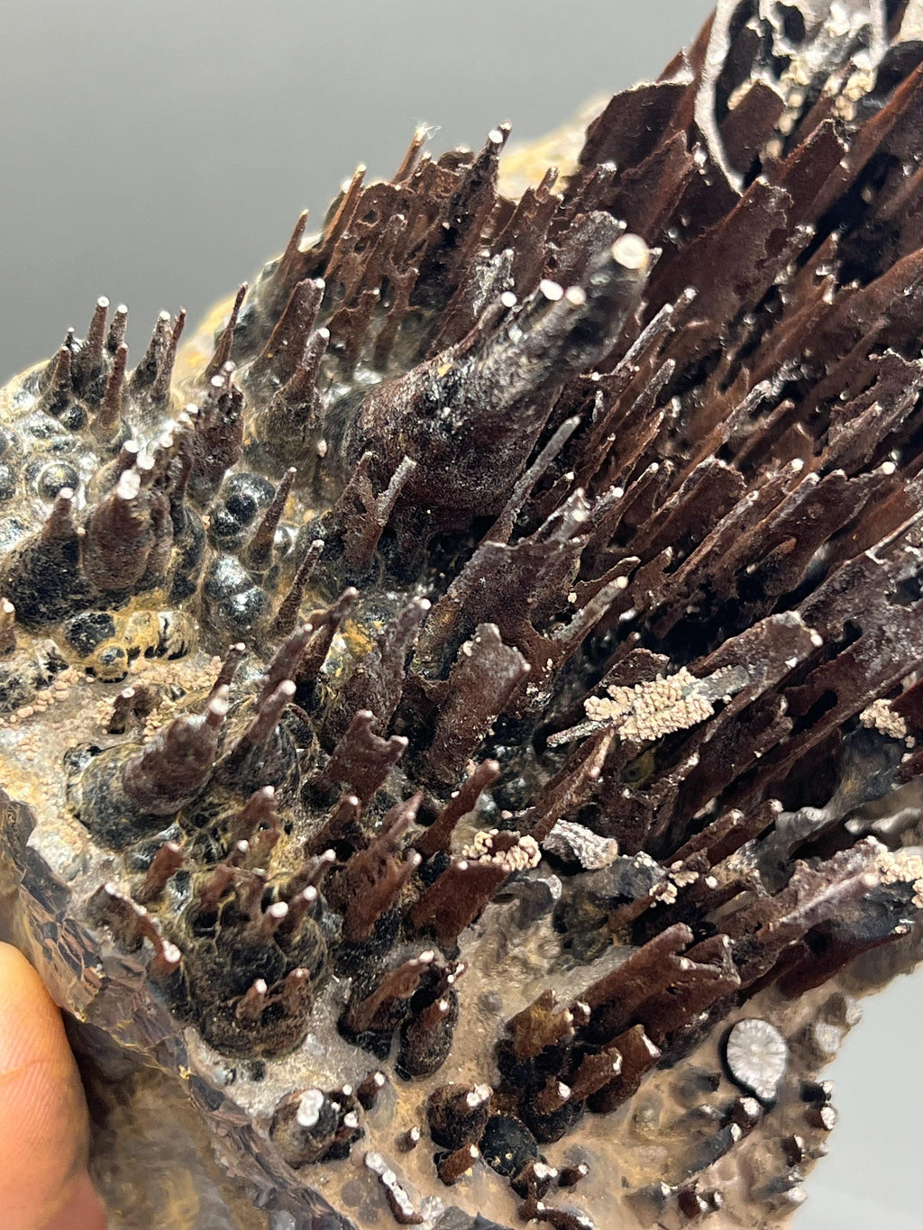 Museum Quality, Very Showy Limonite On Stalactite Goethite, For Special Collections - Crystal Gemstone AE 