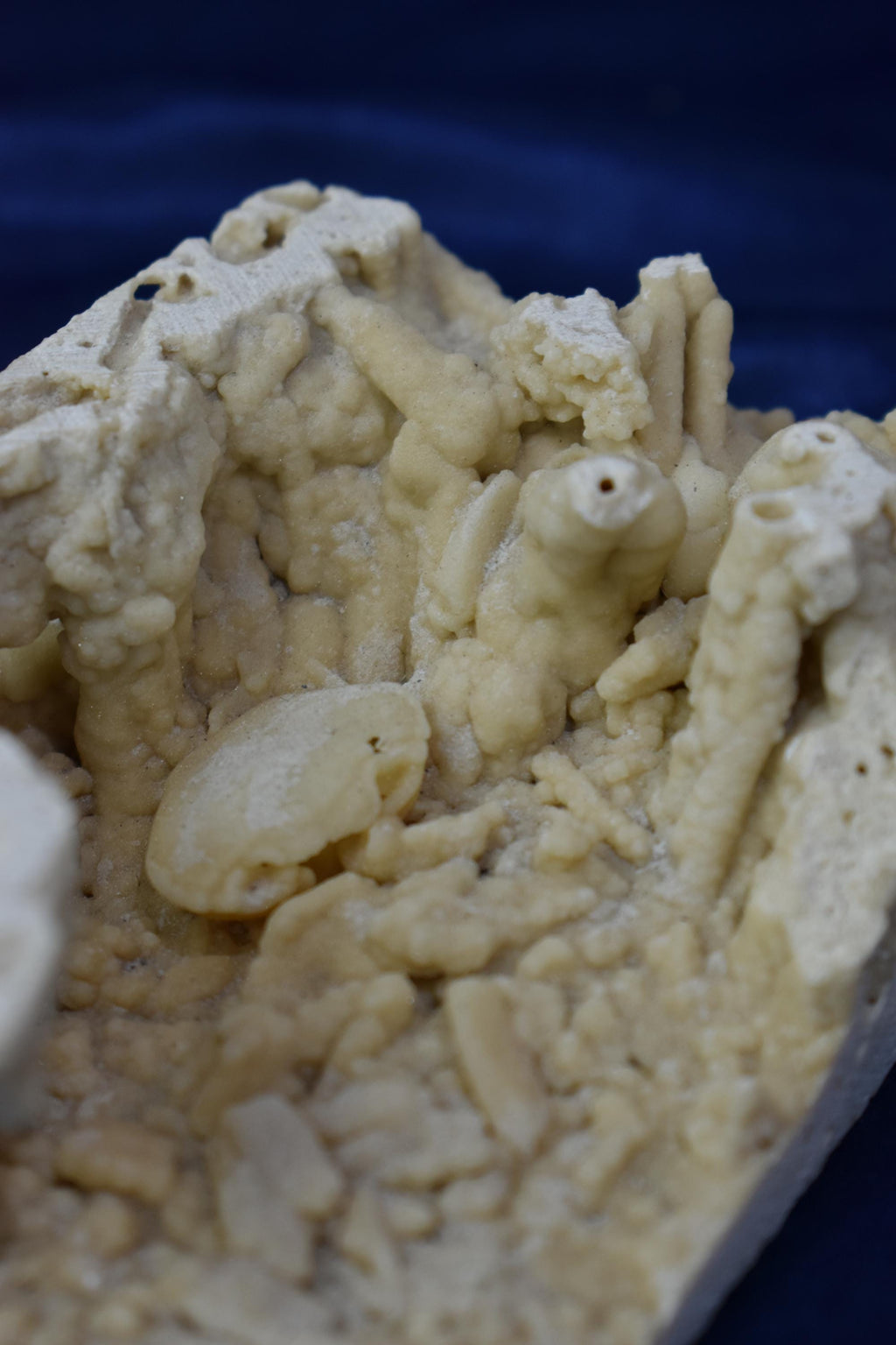 Crab Fosille From Turkey - Crystal Gemstone AE 