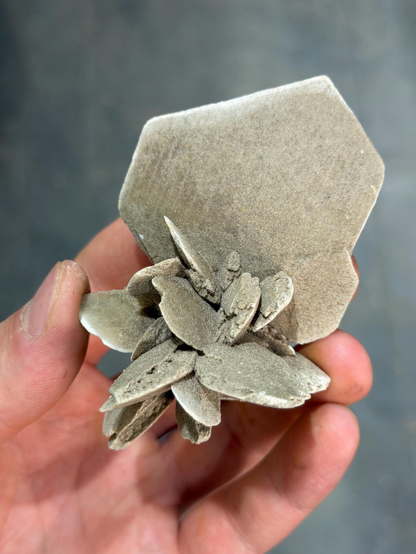 Bladed Selenite Sand Dollar
