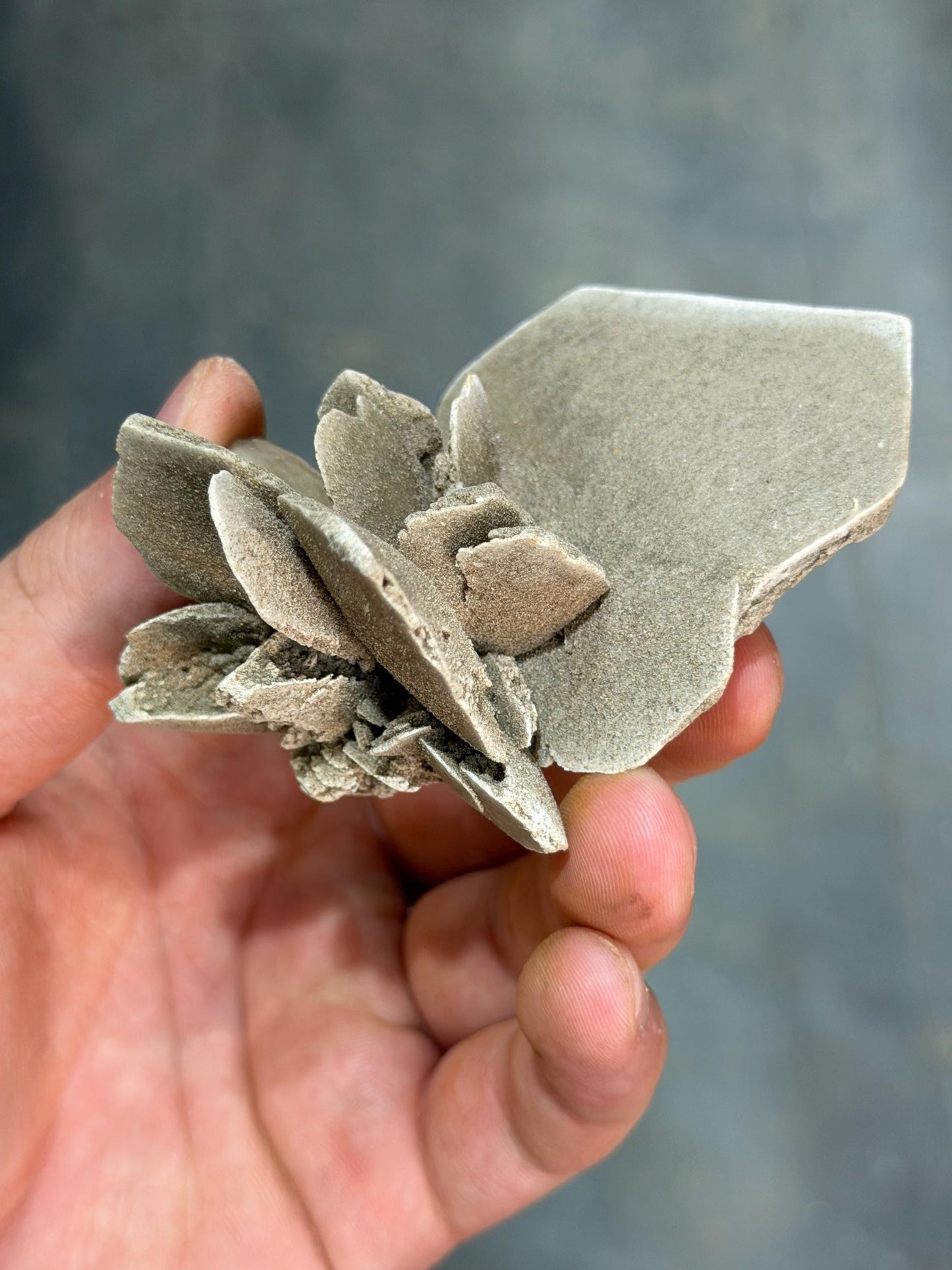 Bladed Selenite Sand Dollar