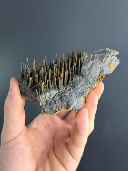 Museum Quality, Limonite With Stalactite Goethite