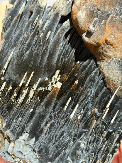 Super Rare! Very Showy Limonite With Velvet Stalactite Goethite, Special Collector Item