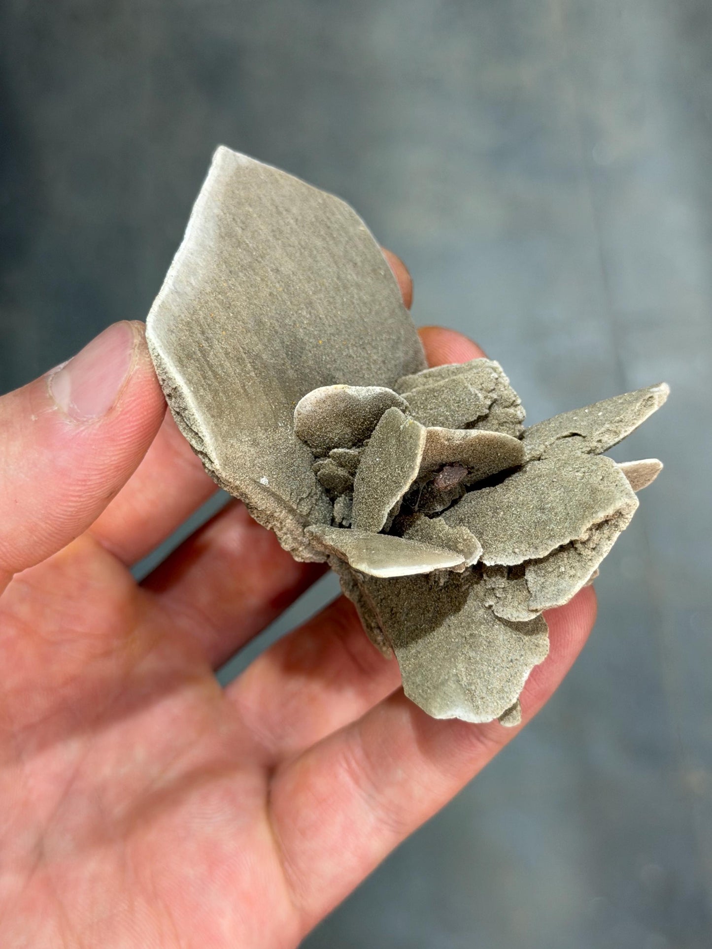 Bladed Selenite Sand Dollar