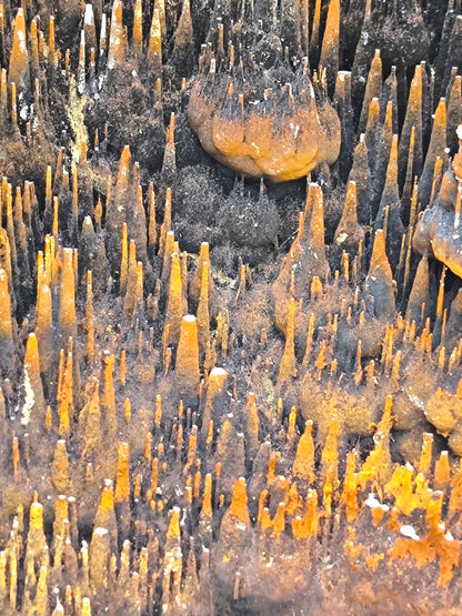 Extra Large, Museum Quality Limonite On Stalactite Hematite